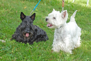 Schweizer Club für Terrier