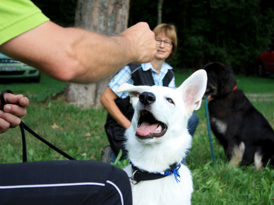 Kurs «Motivation – Persönlichkeit statt Leckerli»