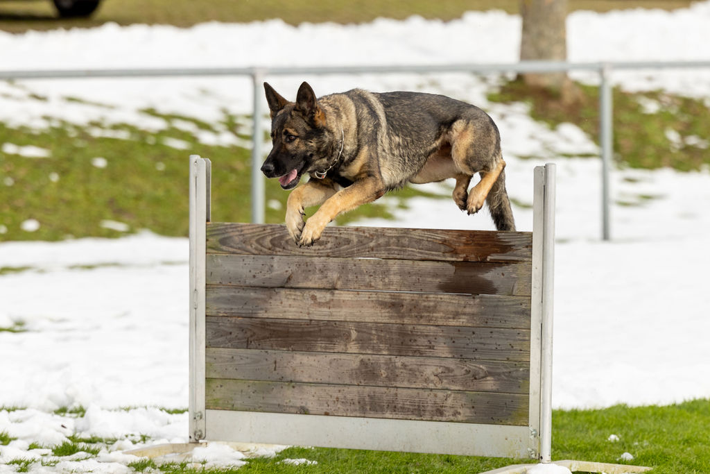 Kantonal­verband Aargauer Kynologen KVAK