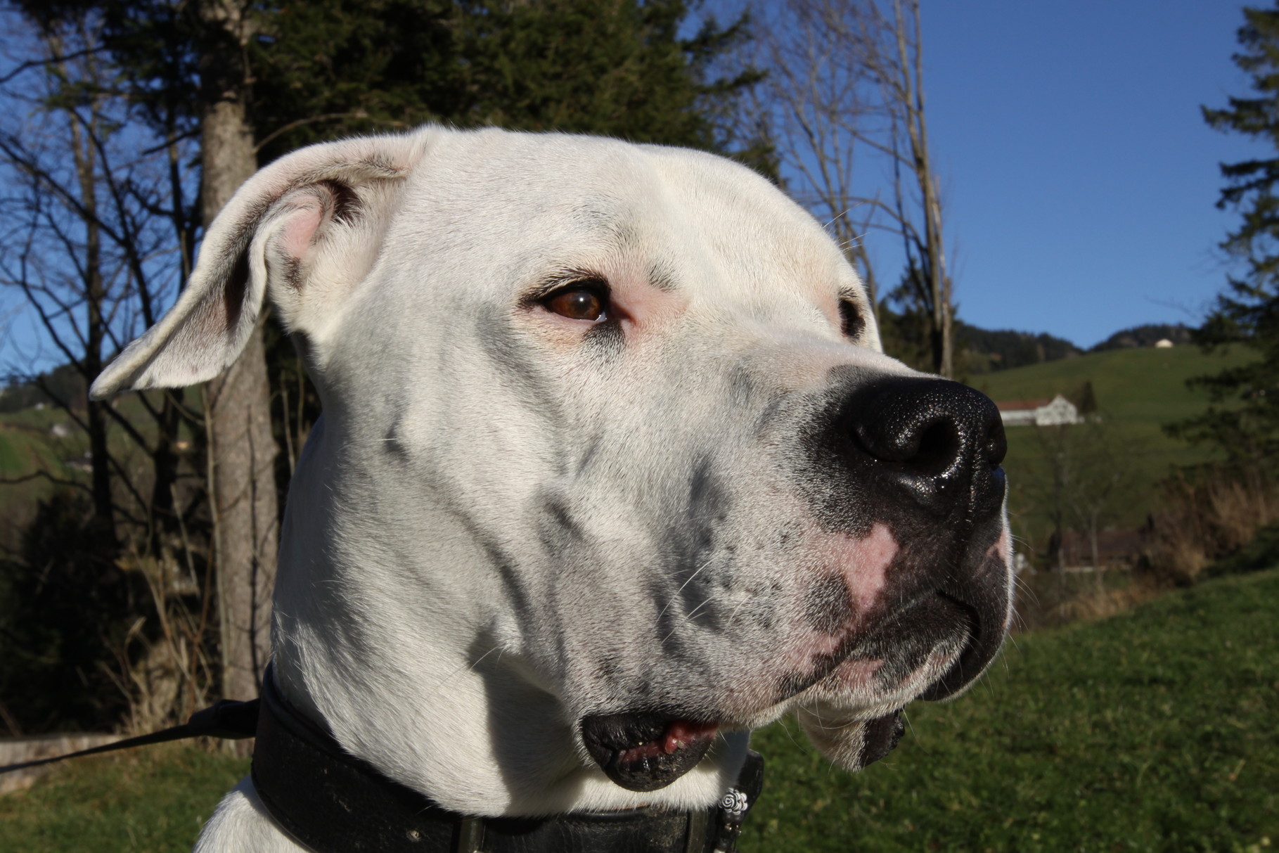 Hundeschule Aile-mit-Weile