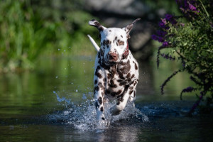 Schweizerischer Dalma­tiner-Club