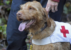 Kynologischer Verein Oberwynental