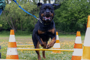 Regionalgruppe Mittelland des Schweiz. Rottweiler-Club