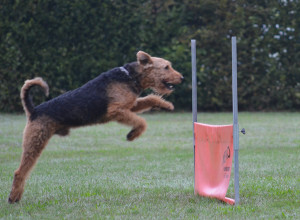 Schäferhunde-Club OG Klingnau