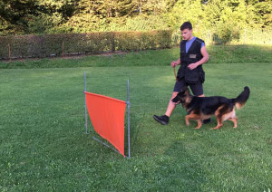 Schweizerischer Klub des Belgischen Schäferhundes