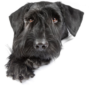 Schweizerischer Riesenschnauzerclub, OG Aargau