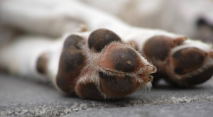 Kynologischer Verein Freiamt